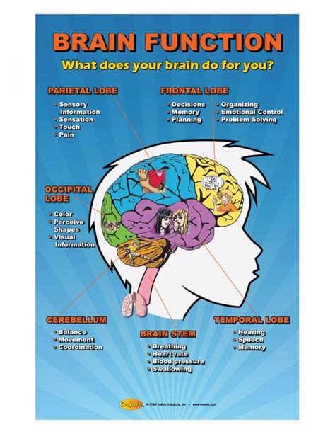 10 4889 Brain Function Poster For Concussion Prevention Brain Based