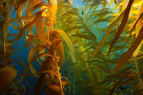 Seaweed The Worlds Underwater Ocean Forest Ocean Tales One Ocean