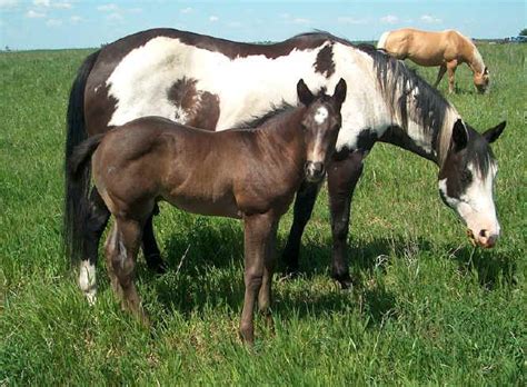 Magna bay condos for sale. Paint Horse Colts For Sale