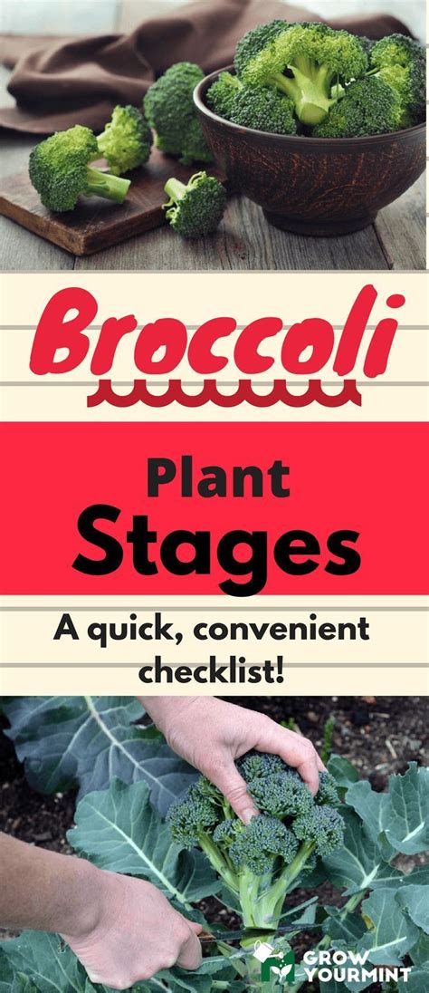 Sitemap Weekend Gardener Broccoli Plant Plants