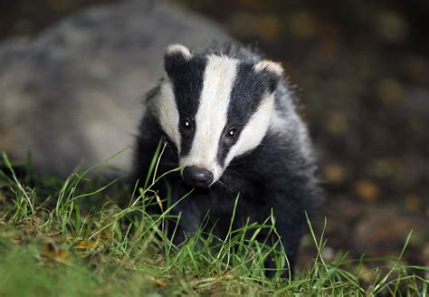 Badger Culling Licences Granted For Areas Across The Midlands Itv