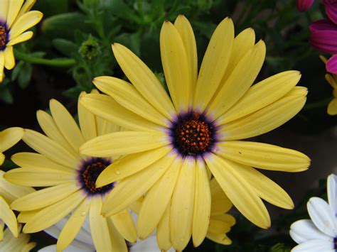 flores de verano | Wallpapers gratis - Imagenes- Paisajes ...