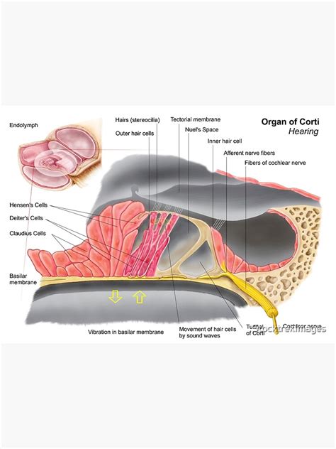 Anatomy Of The Organ Of Corti Part Of The Cochlea Of The Inner Ear