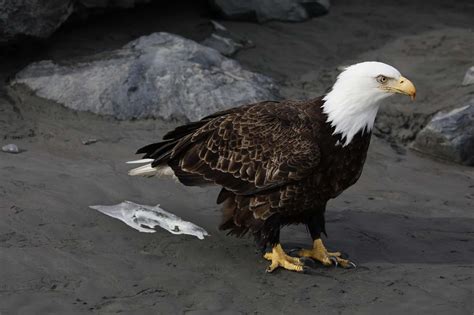 Eagle Poop Everything Youve Ever Wanted To Know Unianimal