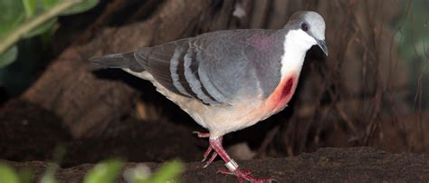 Having moved to the south coast of england from the midlands of england what was a quintet became a trio and when they are more settled, despite there being material dating back a couple of years, i will come back with a fuller. Luzon bleeding-heart dove | Zoo Barcelona
