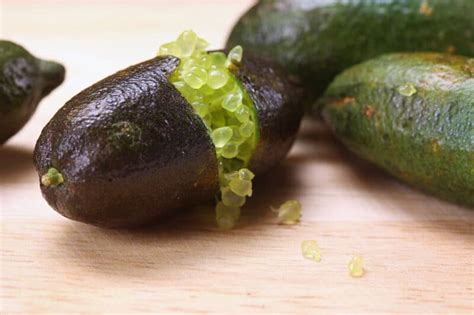 Lemon and lime trees are popular citrus trees grown commercially and in tropical gardens around the world. Growing Limes: Best Varieties, Planting Guide, Care, and ...