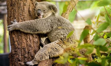 Some Of The Cutest And Sleepiest Animals In The World Slumberwise