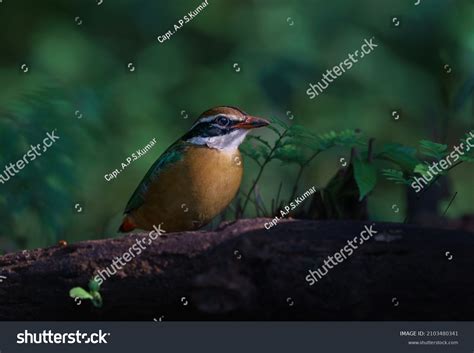 Indian Pitta Pitta Brachyura Passerine Bird Stock Photo 2103480341