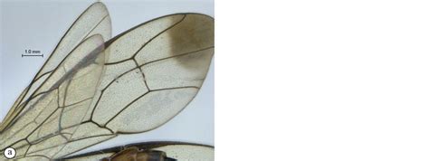 Key To Afrotropical Phorotrophus Species Waspweb