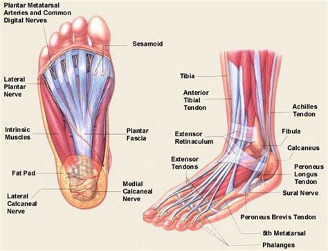 Explore symptoms, causes & treatments. Feet