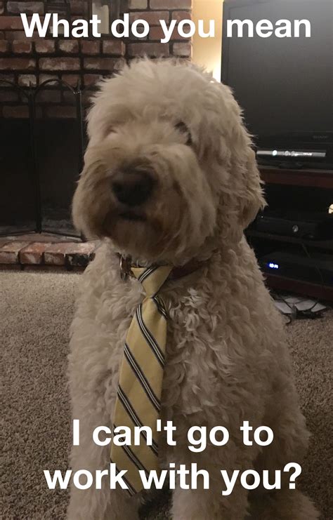 Funny Dog Meme Dog With Necktie Goldendoodle Funny Puppy Memes