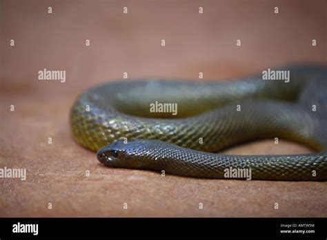 Inland Taipan Or Fierce Snake The Worlds Deadliest Snake Taronga Zoo