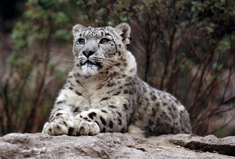For Bhutan It Takes A Community To Save The Snow Leopard