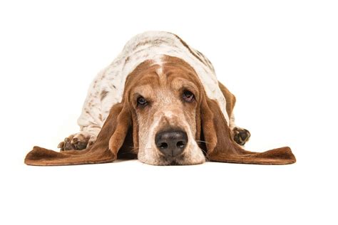 Basset Hound Is Ill With Respiratory Signs