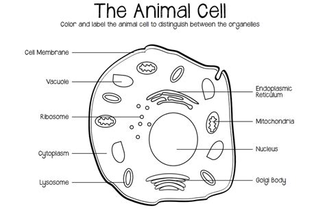 Inside the cell, dna (black) can be seen condensing into chromosomes, which are then segregated into the two daughter cells. Diversity of Life - Mrs. Jacoby's Science Room