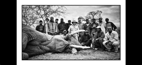 Huntingelephant Hunt In Africa