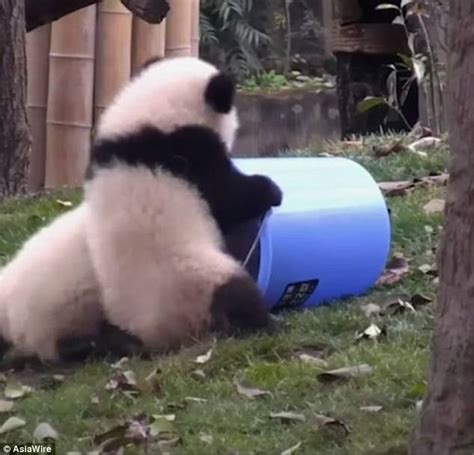 Giant Panda Cub Takes A Tumble Down A Hill In China Daily Mail Online
