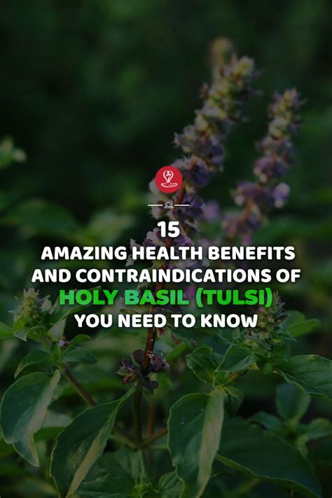 Science Backed Benefits Of Holy Basil Tulsi A Herb For All Reasons