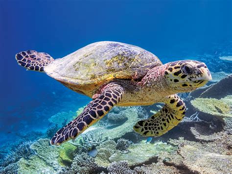 The Seven Species Of Sea Turtles Living In The Oceans - vrogue.co