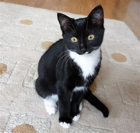 Black And White Kittens For Free Tabitomo