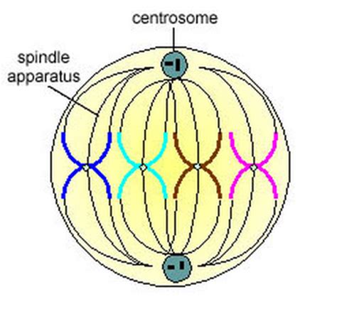 Cell division is the process by which biological cells multiply. #4. Cell structure and function | Biology Notes for A level