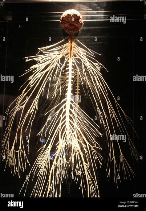 Body Worlds Brain Fotografías E Imágenes De Alta Resolución Alamy