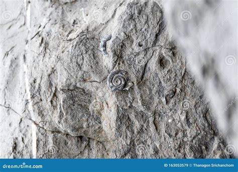 Fósiles Encontrados En Rocas Sedimentarias Como El Esquisto La Piedra