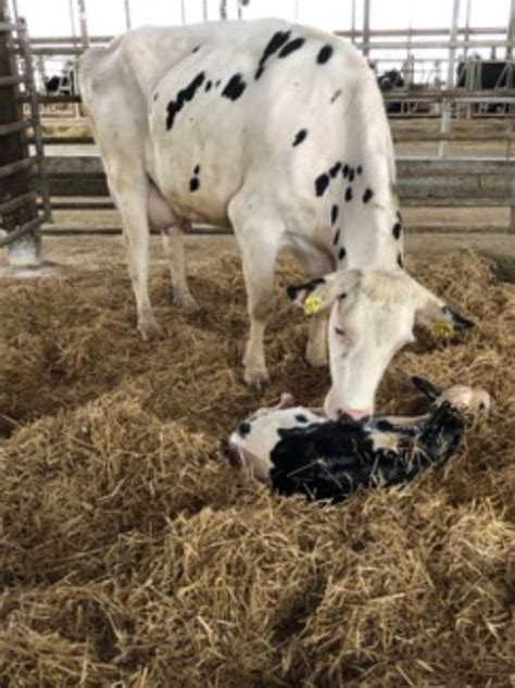 newborn dairy calf care management dairy