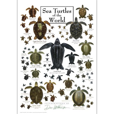 Sea Turtles Of The World Poster Earth Sky Water