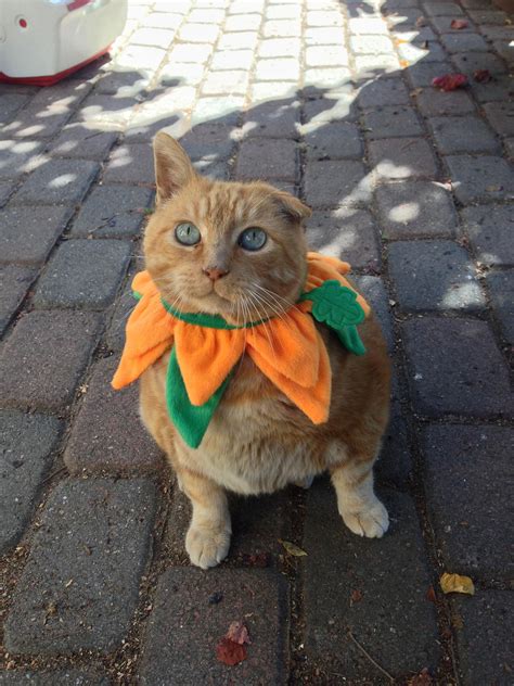 Have An Orange Cat Turn Him Or Her Into A Pumpkin For Halloween Cat
