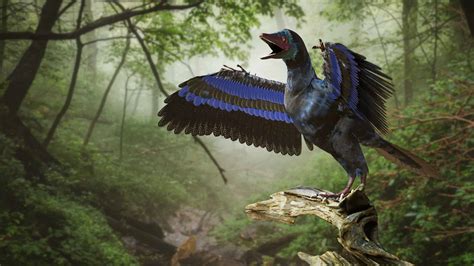 Meet The First Dinosaur With Feathers To Be Discovered A Z Animals