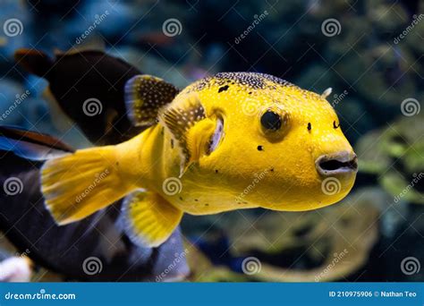 Cute Yellow Puffer Fish Swimming Through The Reef Stock Photo Image