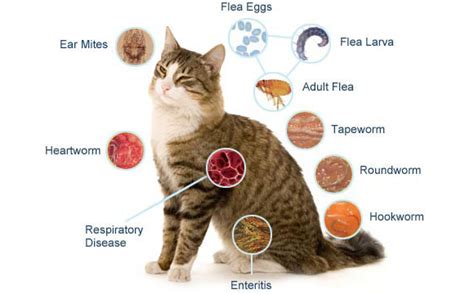 Cats, just like dogs, can suffer from skin disease caused by allergies. Causes and Symptoms of Five Major Cat Diseases