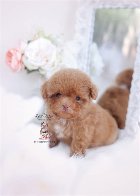 Tiny Red Toy Poodle Puppies Teacup Puppies And Boutique