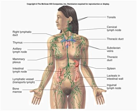 The opening in the face which consists of the lips and the space between them, or the space behind which contains the teeth and the tongue. Lymphatic System - Definition, Function, Structure ...