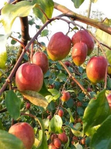 Live Red Apple Ber Fruit Plant 3 Feet At Rs 100plant Apple Ber