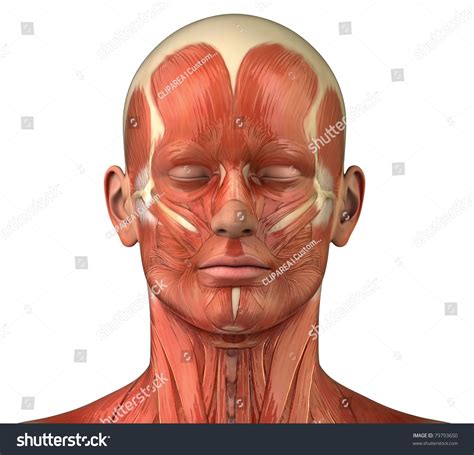 Anatomy Muscle Man Anterior