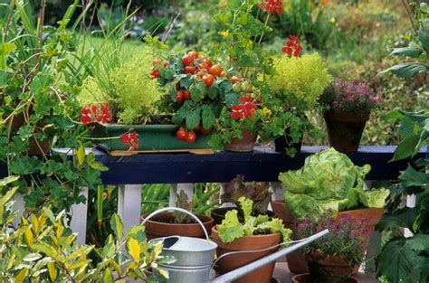 Create A Balcony Vegetable Garden The English Garden