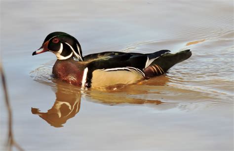 Capital Naturalist By Alonso Abugattas Wood Ducks