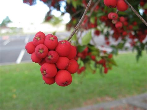 Riberry Syzygium Luehmannii Flickr Photo Sharing