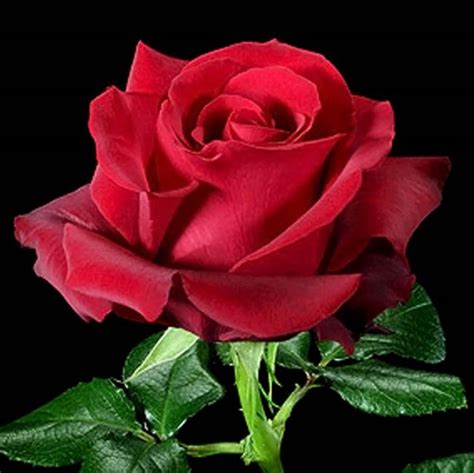 Pilihan Mawar Merah Yang Paling Indah Ratu Bunga