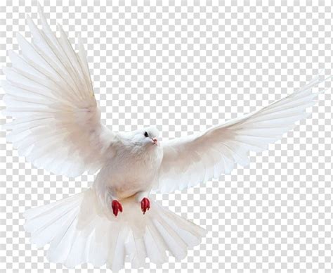 White Flying Dove Domestic Pigeon Columbidae Bird Flying Bird