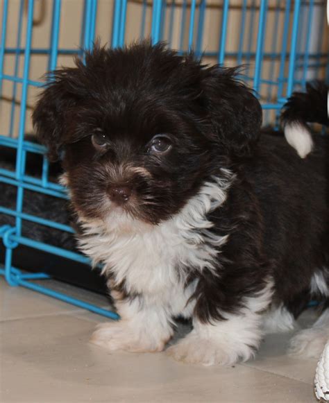 Available Havanese