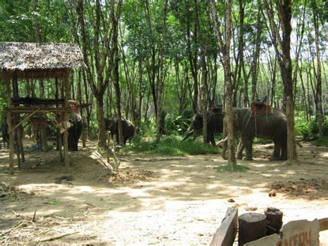 Each safari park has its own programs, which are described below. Elephant Trekking Khao Lak Safari - Excting adventure from ...