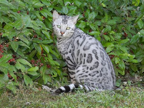 Silver Bengal Cat Bengal Kittens