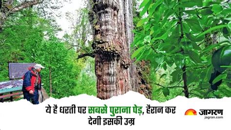 great grandfather tree धरती पर सबसे पुराने पेड़ का इतिहास है लाजवाब हजारों वर्षों से कई घटनाओं