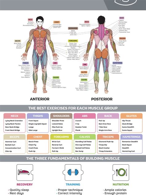 The Different Muscles In The Human Body Muscle Groups To Workout Gym