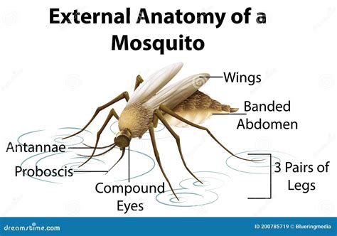 External Anatomy Of A Mosquito On White Background Stock Vector
