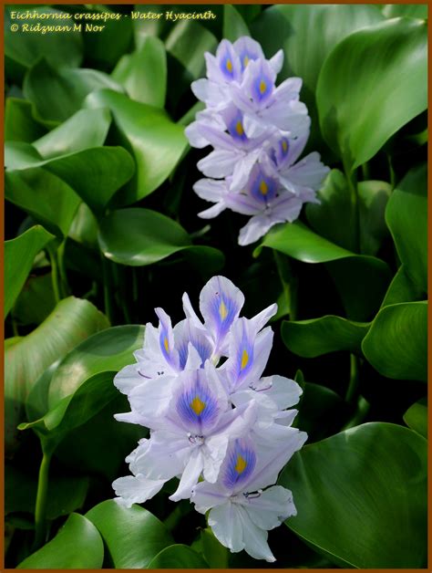Eichhornia crassipes, Water Hyacinth, Keladi Bunting | Flowers Around Us by Ridzwan MN
