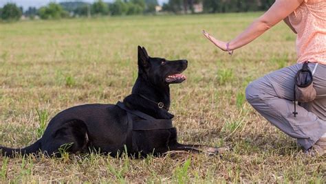 The Alpha Dog Myth Is Dominance Training Mistreatment Dogtime